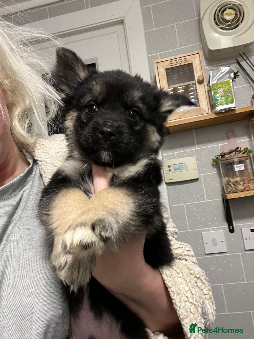 Mixed Breed dogs for sale: Sarah  - Advert 2