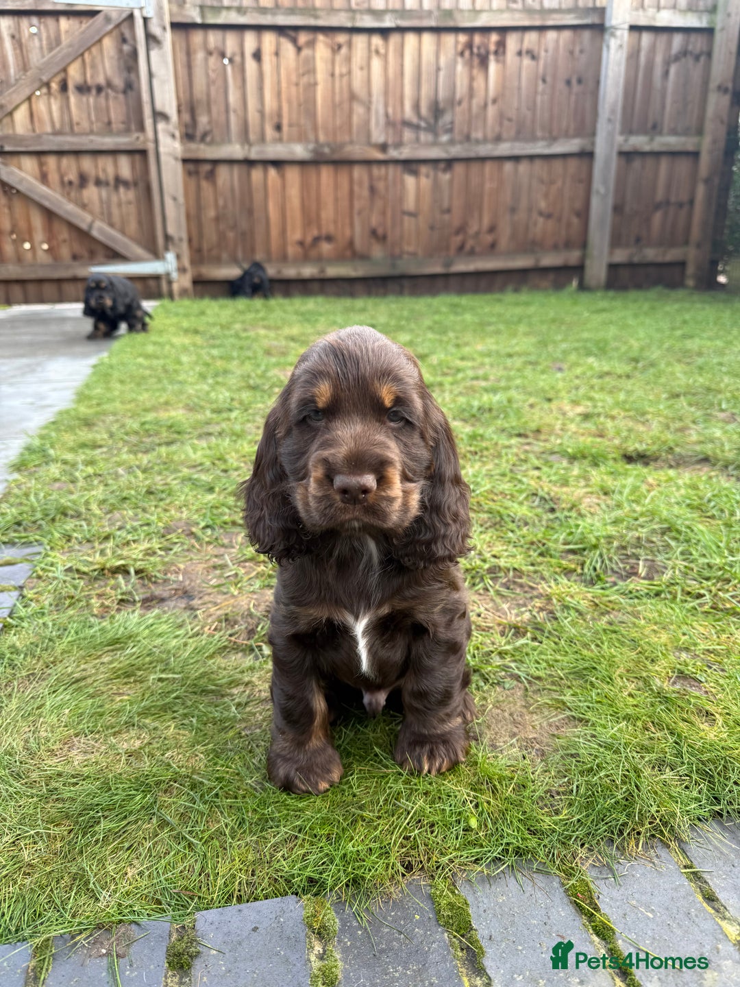 Cocker Spaniel dogs for sale: KC Reg Show Type Cocker Spaniel Puppies - Advert 6