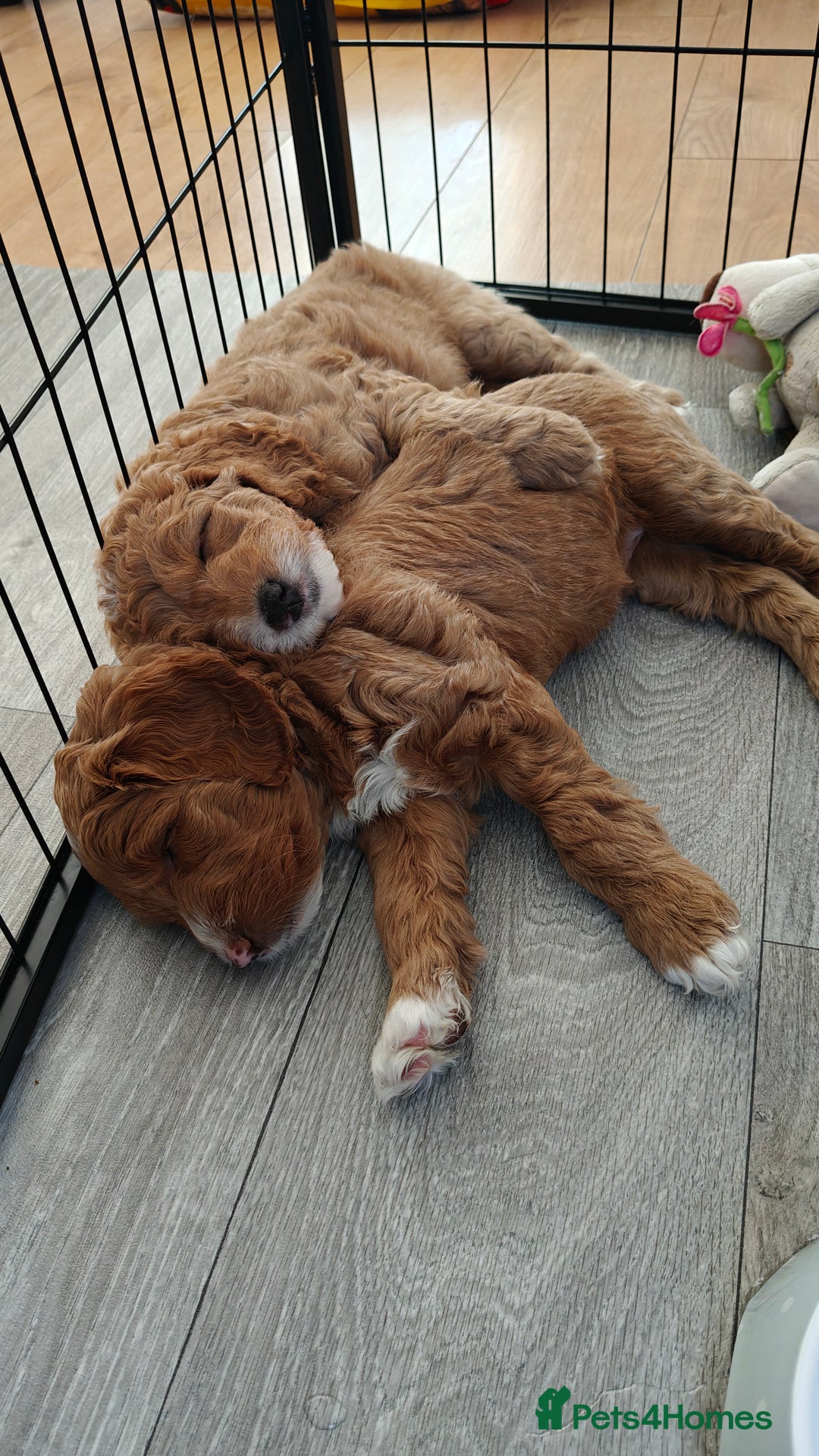 Mixed Breed dogs for sale: ✨Health Tested Australian Labradoodles ✨ - Image 35