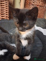 Mixed Breed cats Beautiful kittens - Advert 5