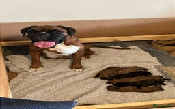 Mixed Breed dogs for sale: Boxsla (Boxer/Vizsla)  - Image 20