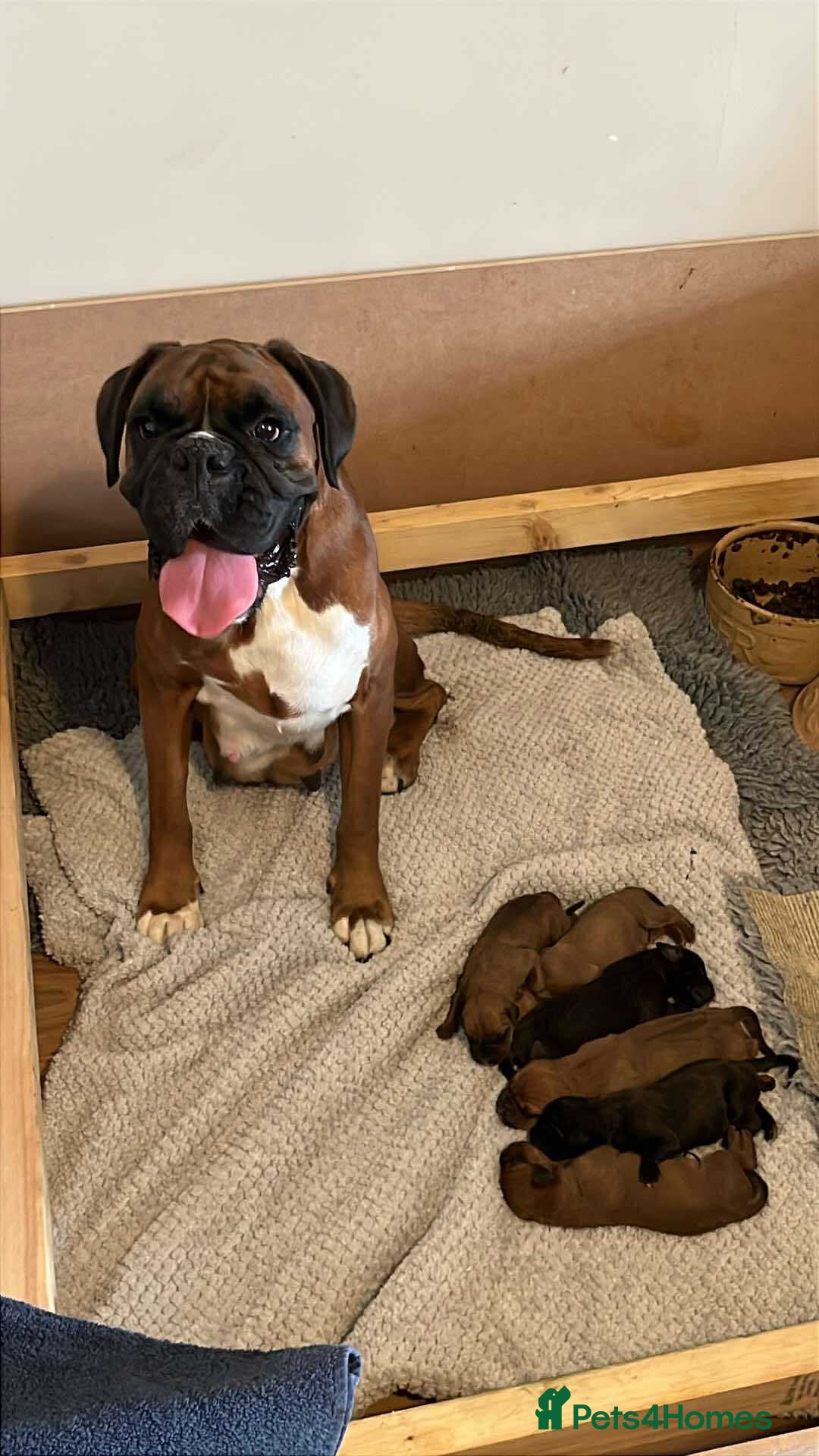 Mixed Breed dogs for sale: Boxsla (Boxer/Vizsla)  - Image 20