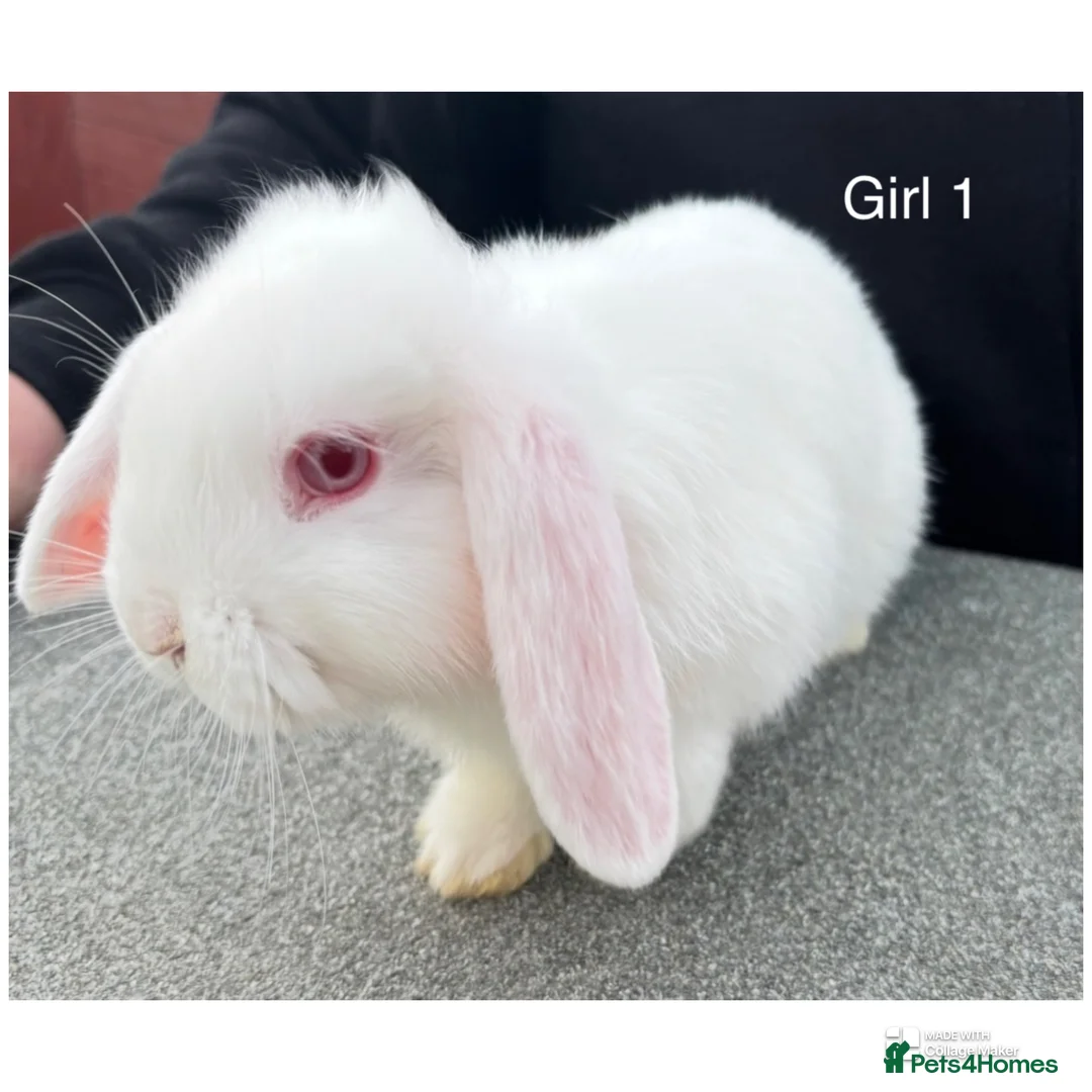 Mini Lop rabbits for sale: Albino Minilops - Advert 3