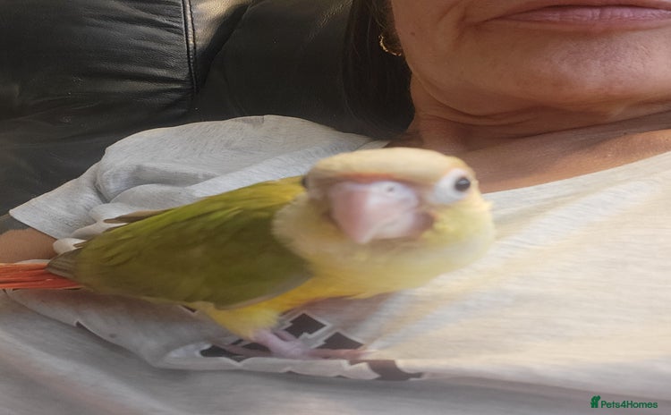 Conures birds - Advert 1