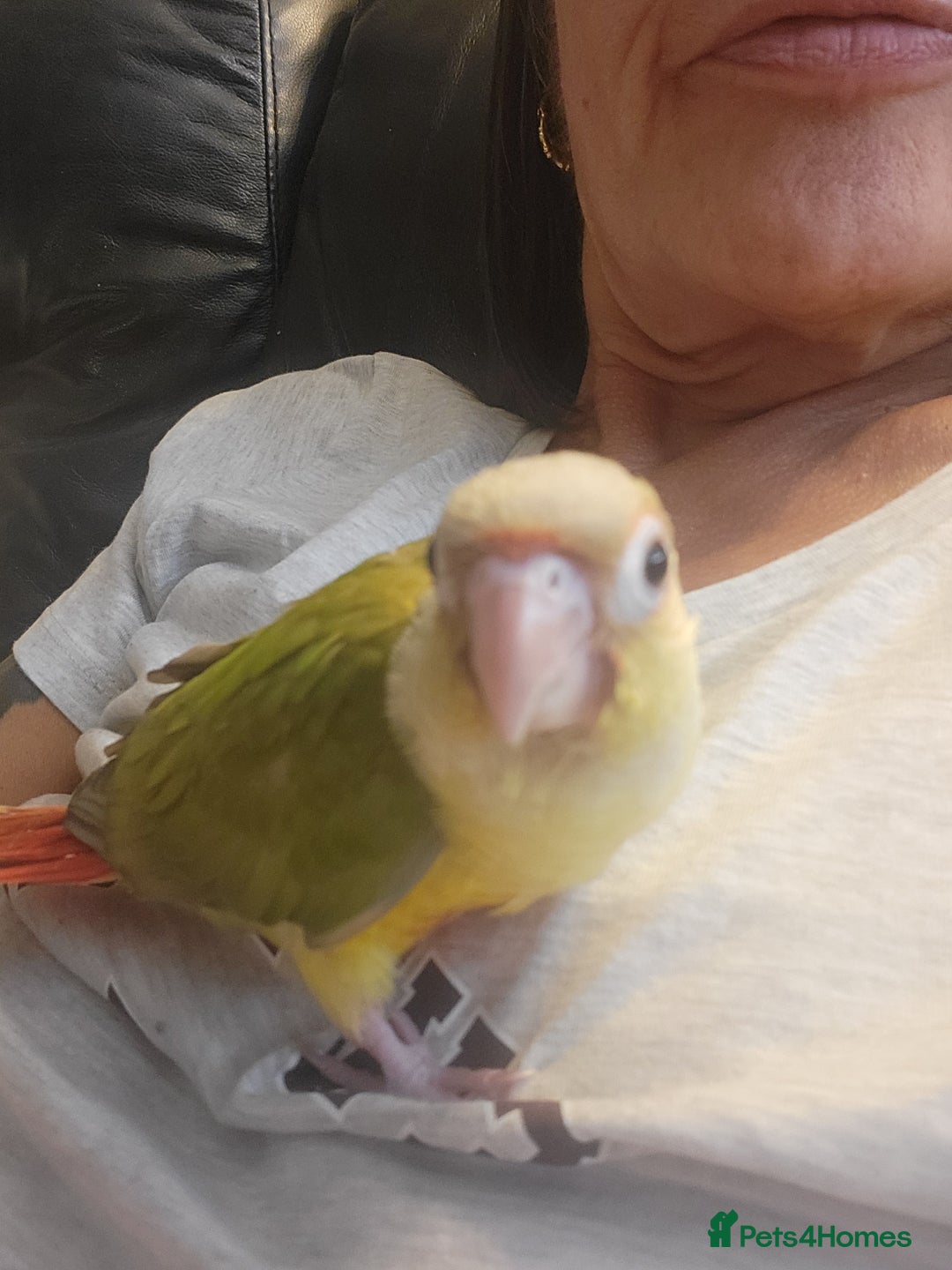 Conures birds for sale: Female - Image 1