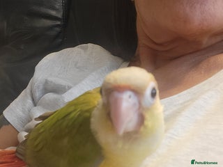 Conures birds - Advert 8