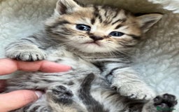 British Shorthair cats for sale: Beautiful golden spotted British shorthair kittens - Image 6
