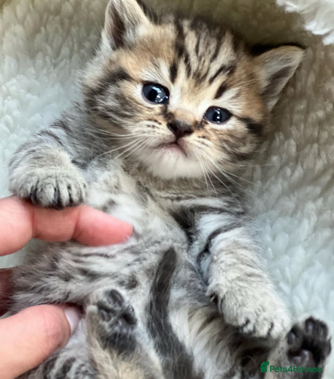 British Shorthair cats for sale: Beautiful golden spotted British shorthair kittens - Image 6