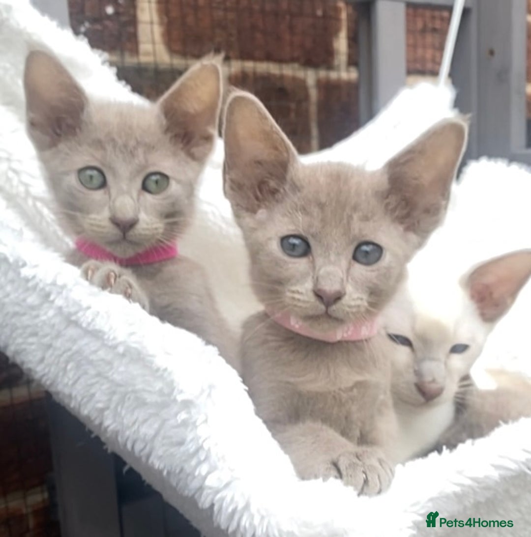 Mixed Breed cats for sale: Oriental X Siamese  - Image 19