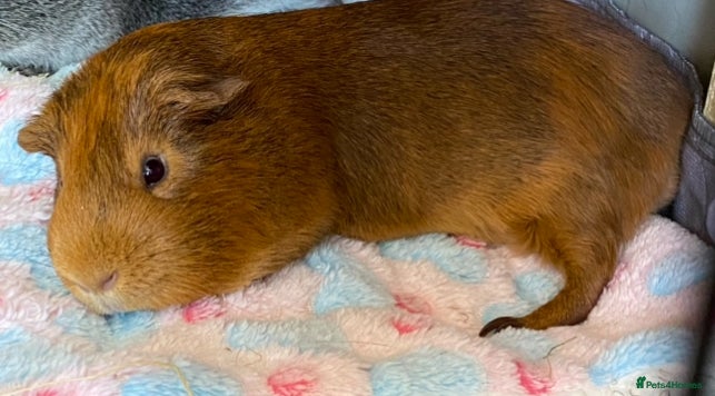 Guinea Pig rodents Gorgeous male Guinea pig seeking new friend - Advert 17