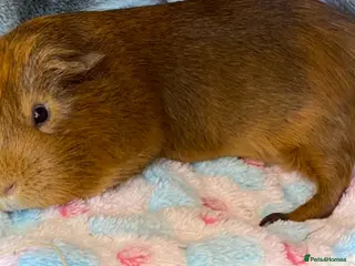 Guinea Pig rodents Gorgeous male Guinea pig seeking new friend - Advert 18