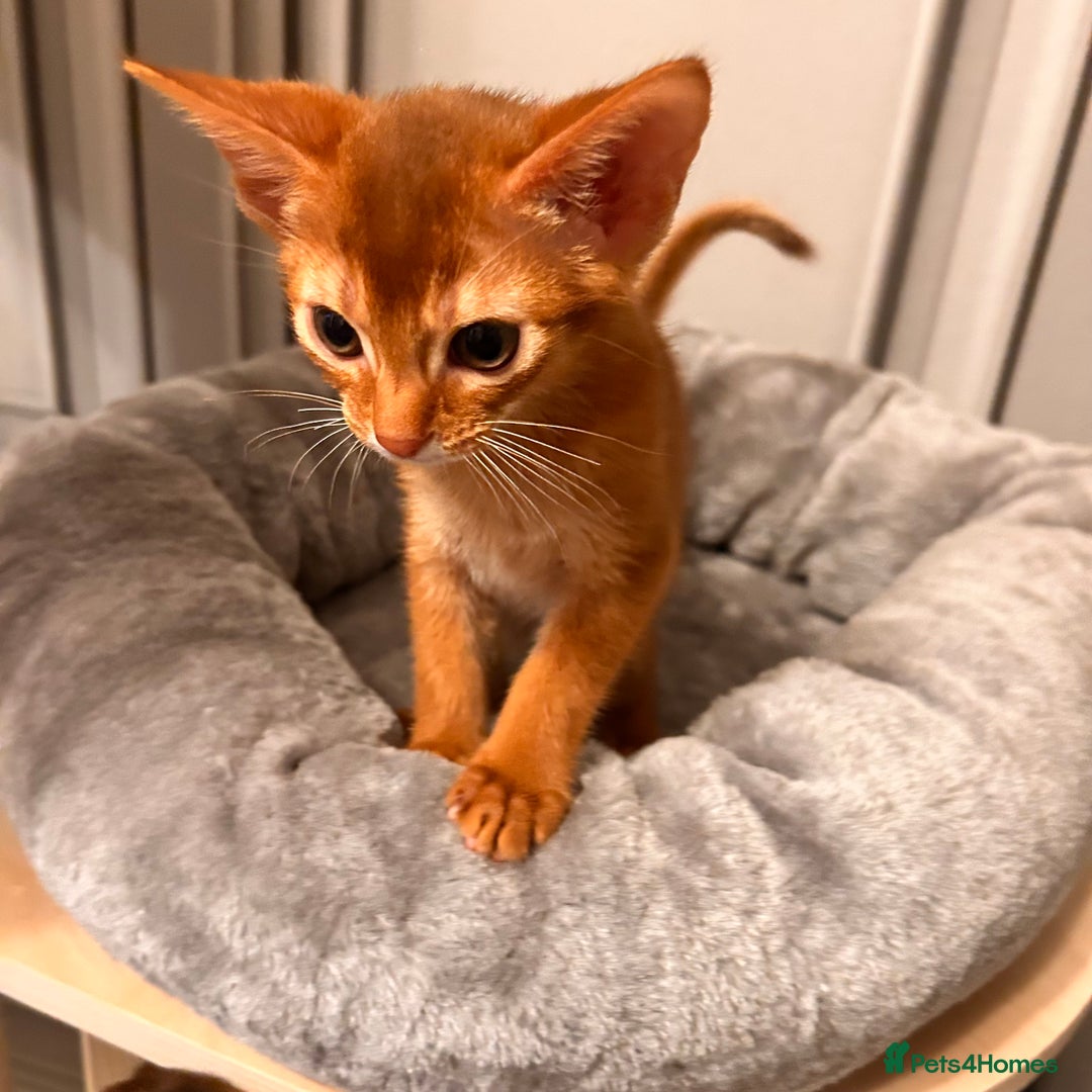 Abyssinian cats for sale: TICA champion line Abyssinian kittens  - Image 30