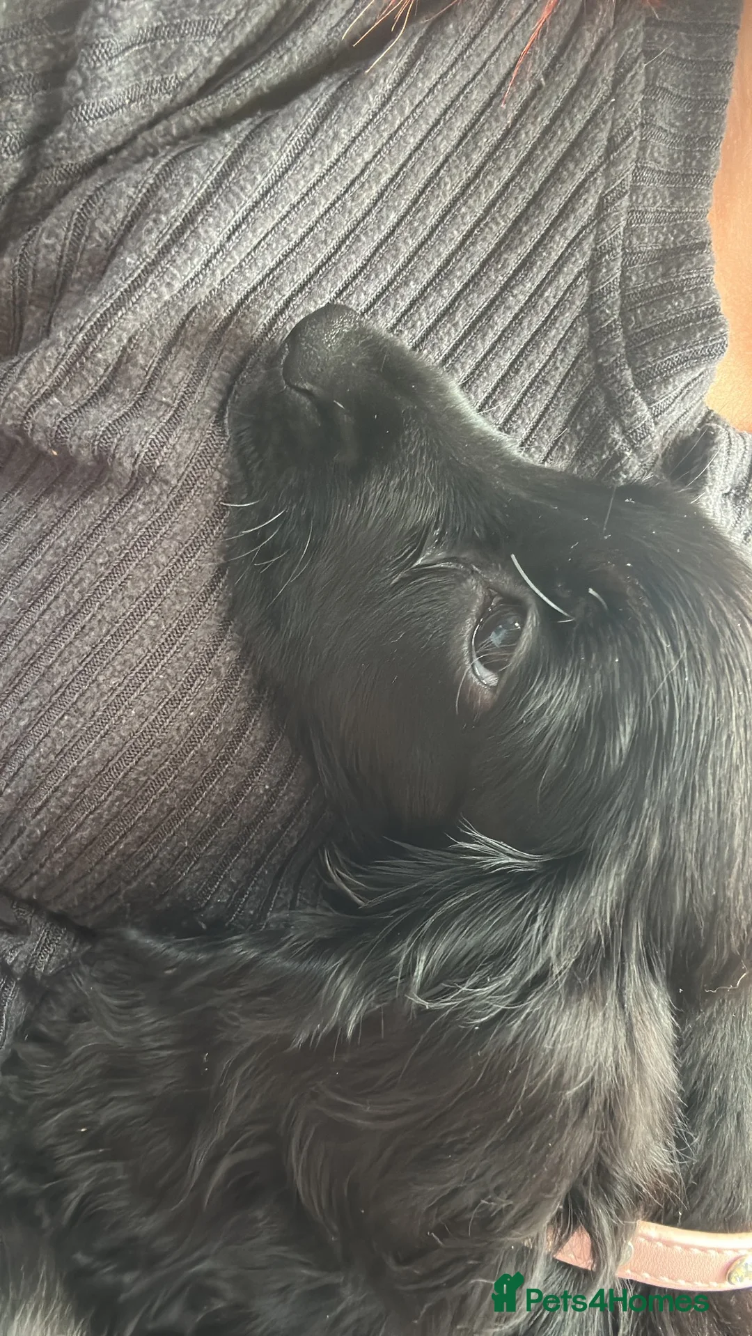 Cocker Spaniel dogs for sale: Cocker spaniel  - Advert 2
