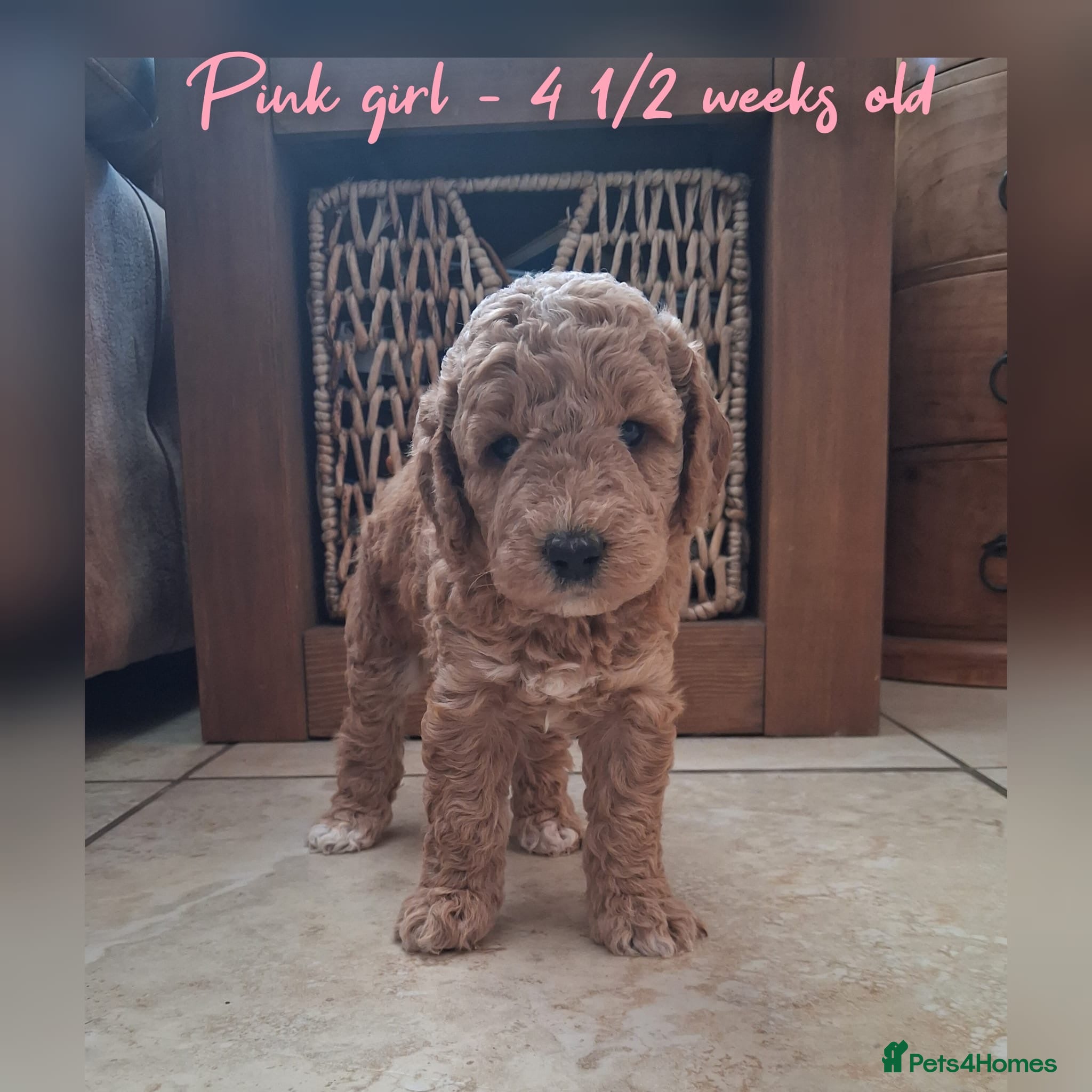 Mini Goldendoodle dogs DNA health tested miniature f2b goldendoodles - Advert 1
