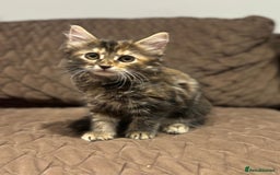British Longhair cats for sale: Longhair for sale - Image 3