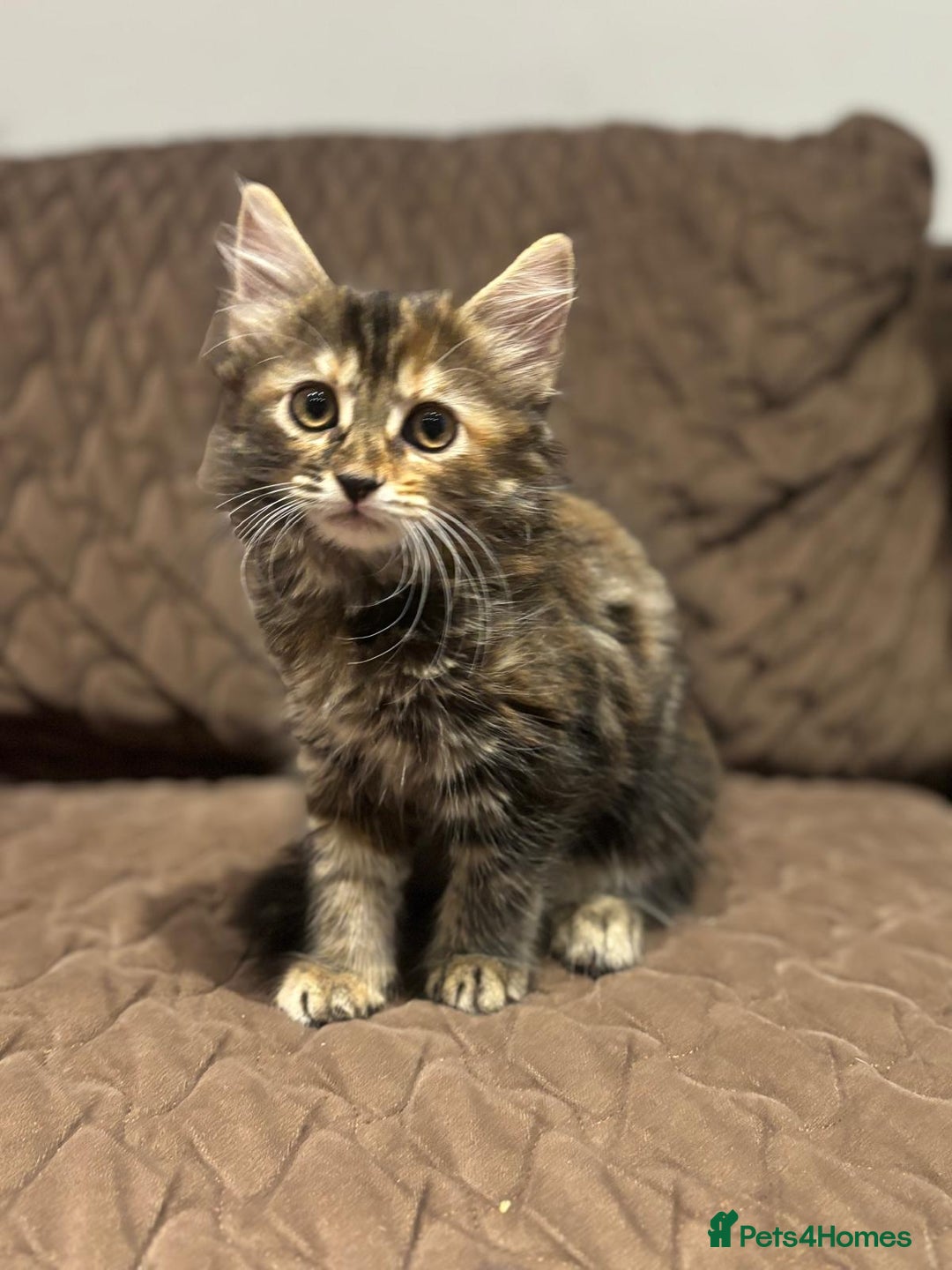 British Longhair cats for sale: Longhair for sale - Image 3