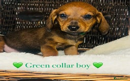 Miniature Dachshund dogs for sale: 🐶 Stunning Miniature Daschund Puppies 🐶 - Image 3