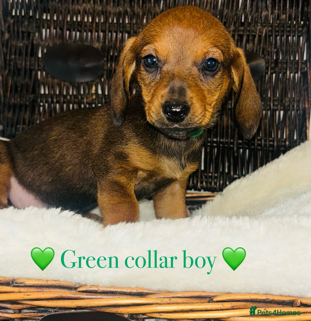 Miniature Dachshund dogs for sale: 🐶 Stunning Miniature Daschund Puppies 🐶 - Image 3
