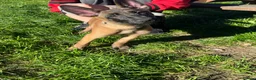 Belgian Shepherd Dog dogs for sale: 2 Belgian malinois females - Advert 5