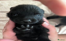 German Spitz dogs for sale: KC Registered German Spitz Mittel - Image 5
