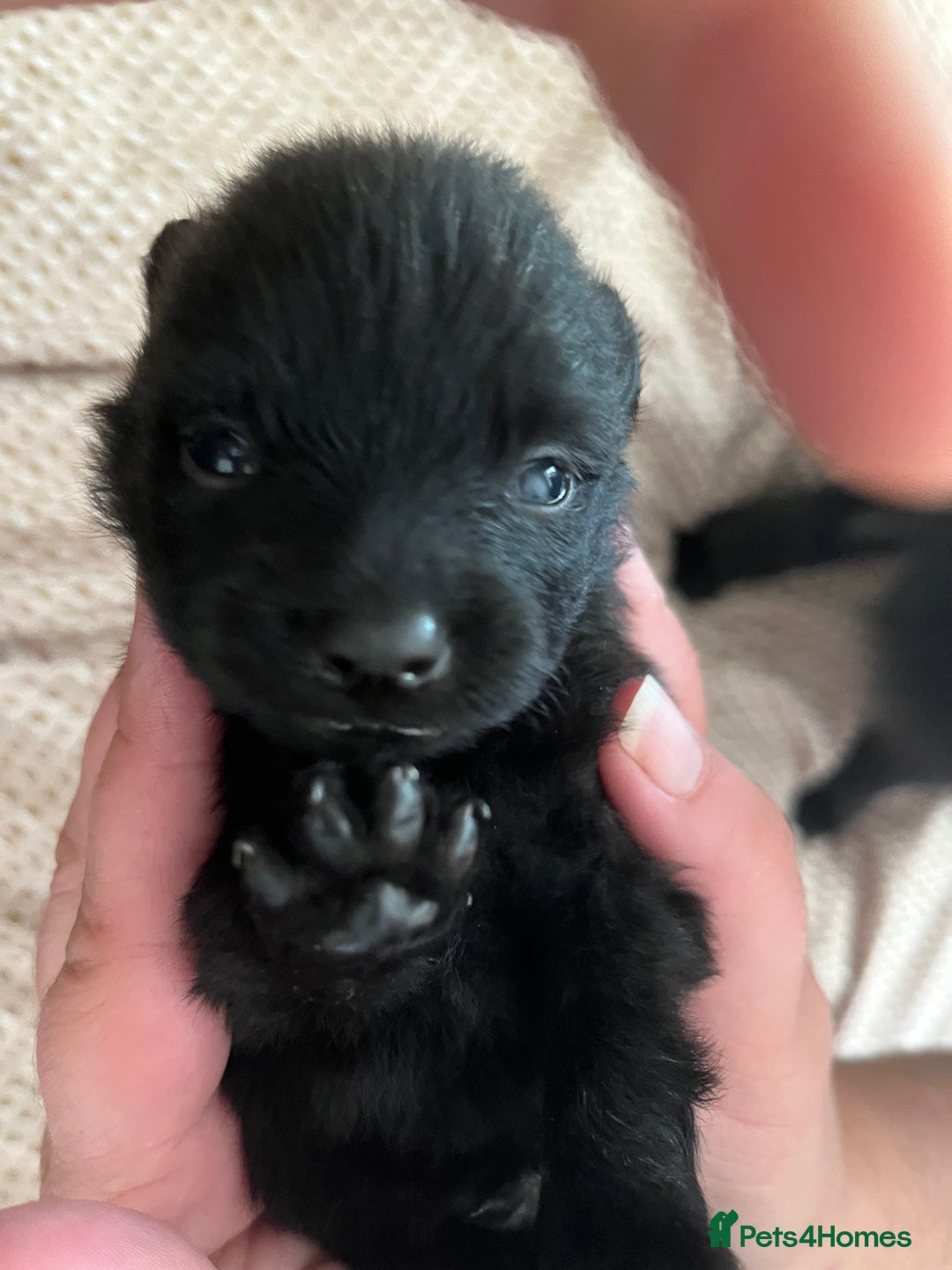 German Spitz dogs for sale: KC Registered German Spitz Mittel - Image 5