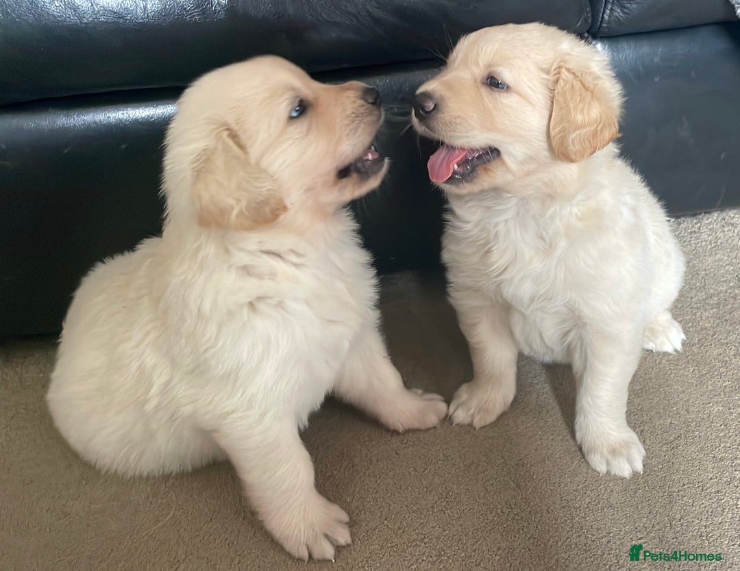 Mixed Breed dogs for sale: Golden Shepherd Puppies for Sale - Image 2