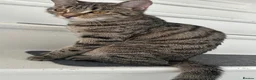 Bengal cats for sale: Loving cat seeking forever home asap - Advert 3