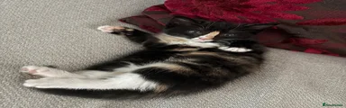 American Shorthair 3