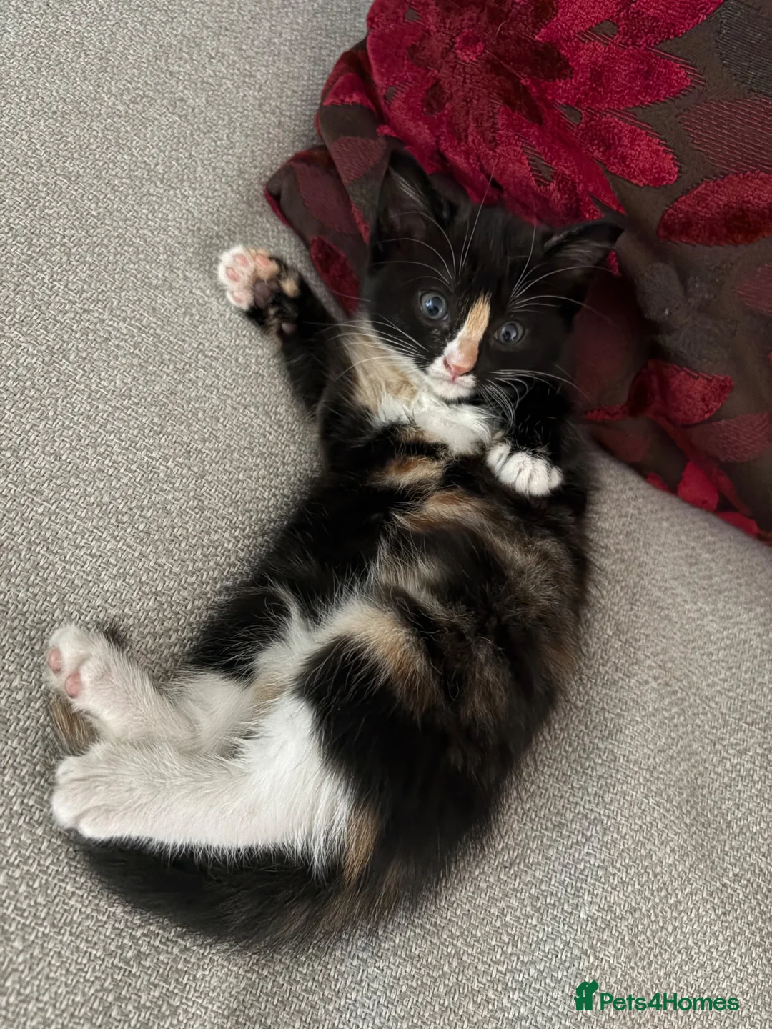 American Shorthair cats for sale: Kittens for sale  in West Drayton - Advert 4