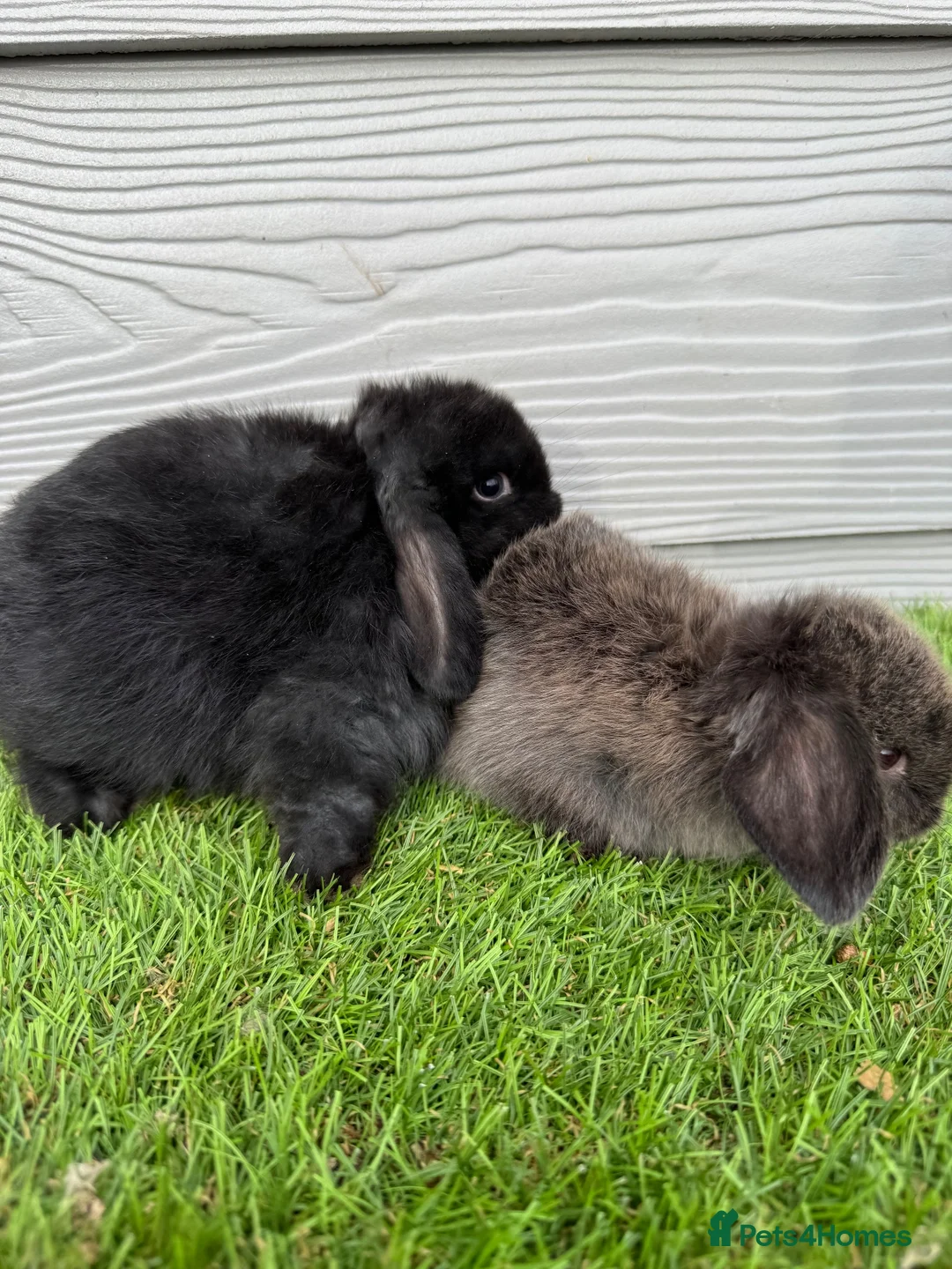 Mini Lop rabbits for sale: Mini Lop Show Bunnys Ready 22nd Aug £20 Deposit  - Advert 4
