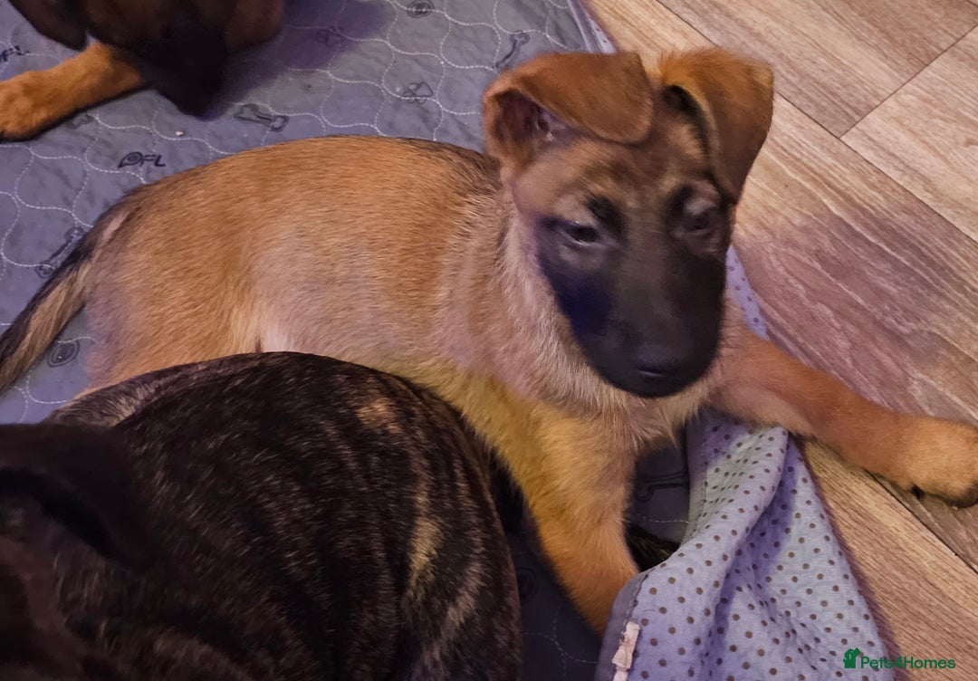 Belgian Shepherd Dog dogs for sale: Belgian malinois puppies  - Image 7