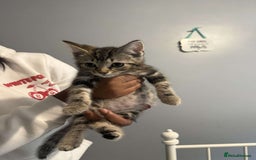 Ragdoll cats for sale: Ragdoll x bengal //// bengal x tabby - Image 37