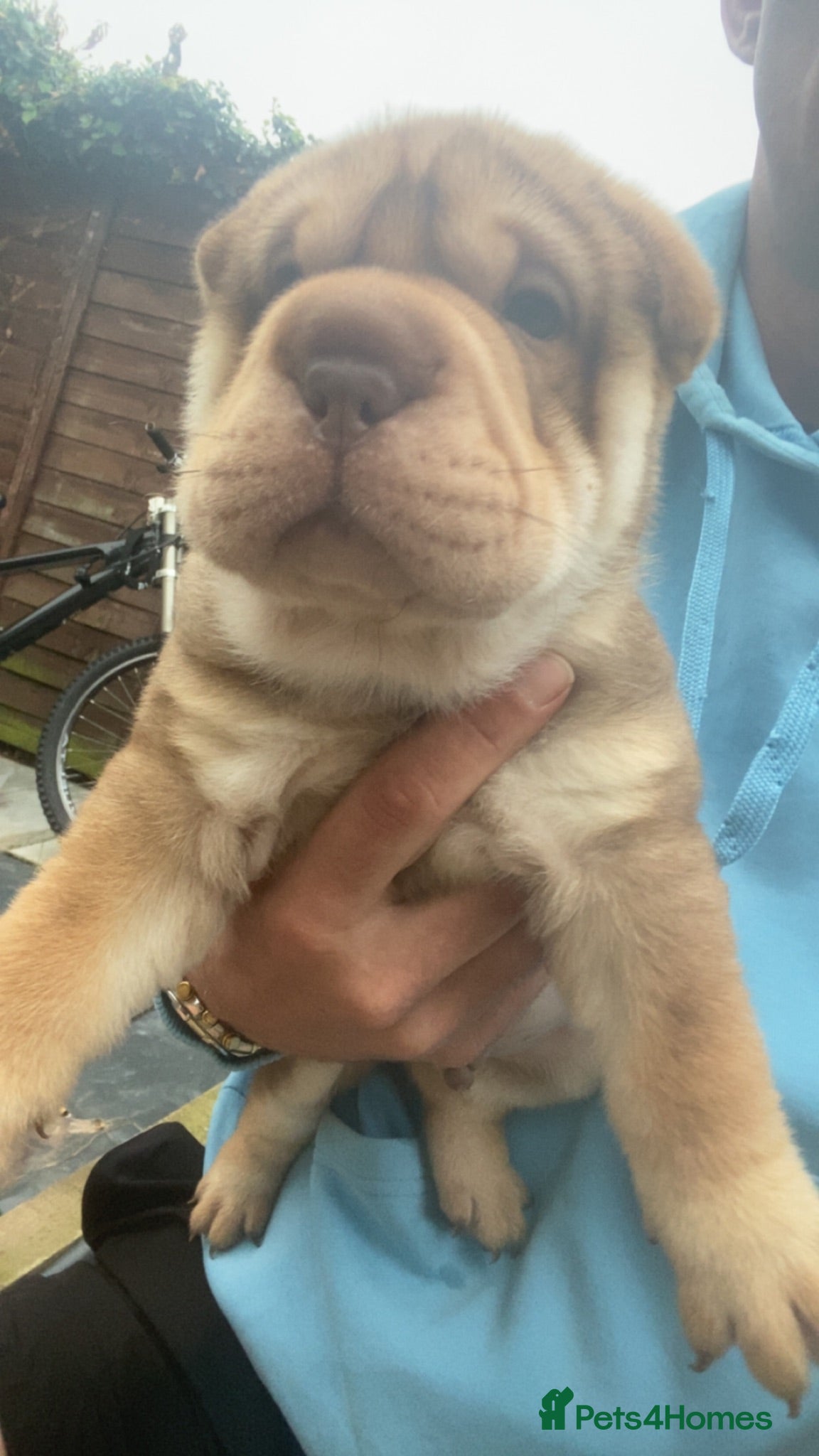 Shar Pei dogs 7 WEEKS Beautiful KC Registered Shar Pei Puppies - Advert 2