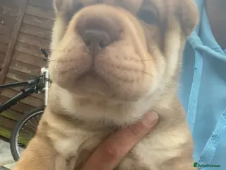 Shar Pei dogs 7 WEEKS Beautiful KC Registered Shar Pei Puppies - Advert 2