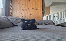 Mixed Breed cats for sale: 3 Cute black kittens (for free) - Image 1