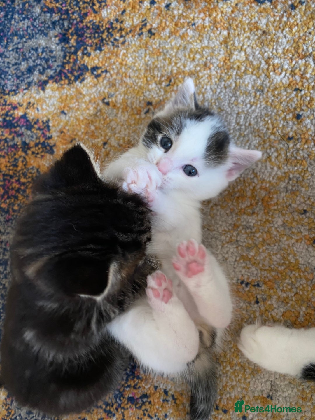 Mixed Breed cats for sale: Beautiful kitten male  - Advert 7