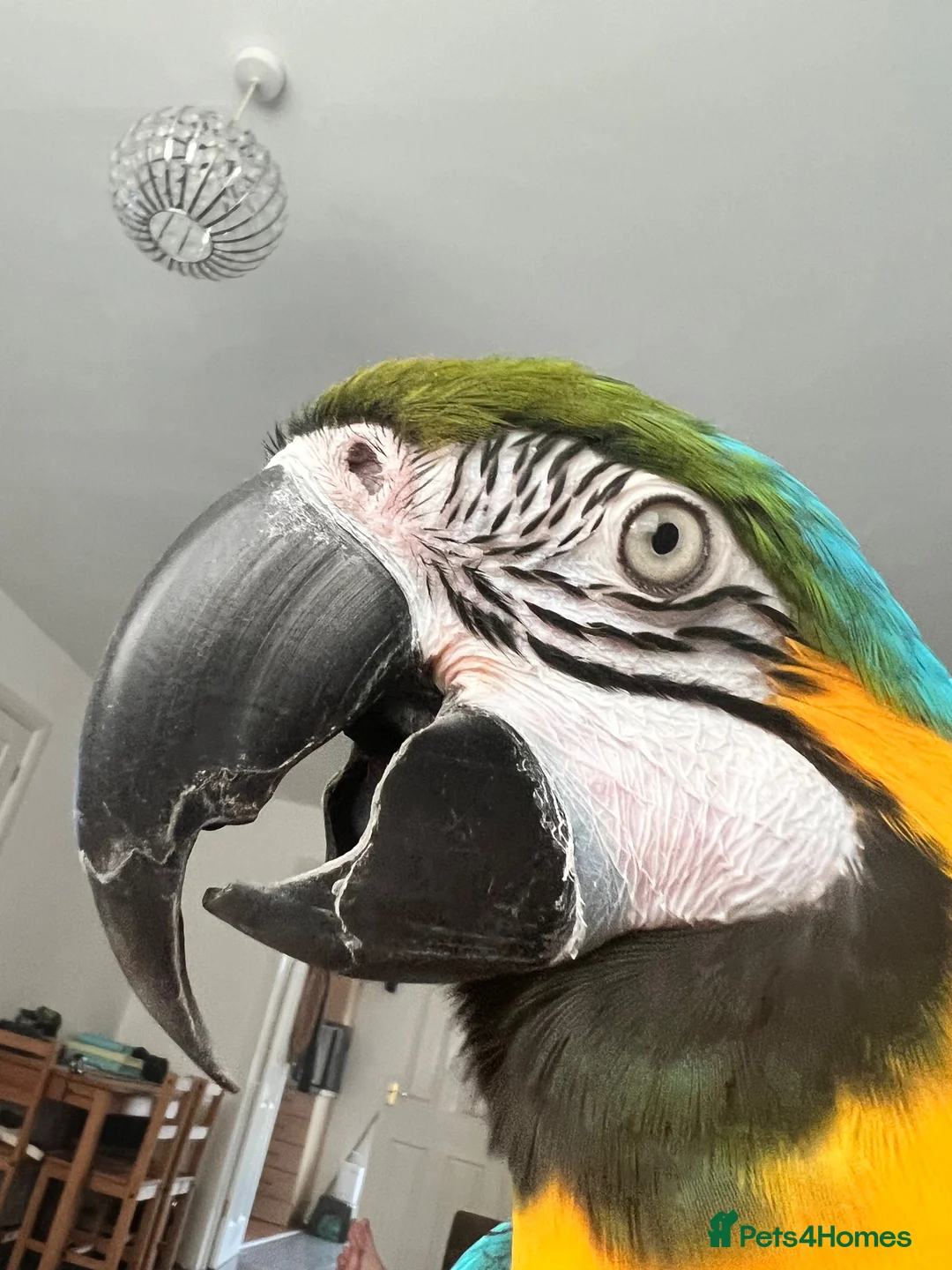 Macaws birds for sale: Blue and Gold macaw  in Coventry - Advert 2