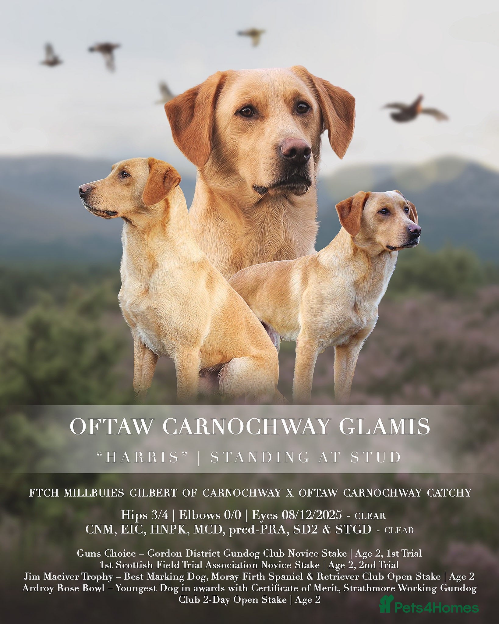Labrador Retriever dogs OFTAW Carnochway Glamis  - Advert 1