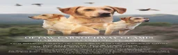 Labrador Retriever dogs for stud: OFTAW Carnochway Glamis  - Advert 1