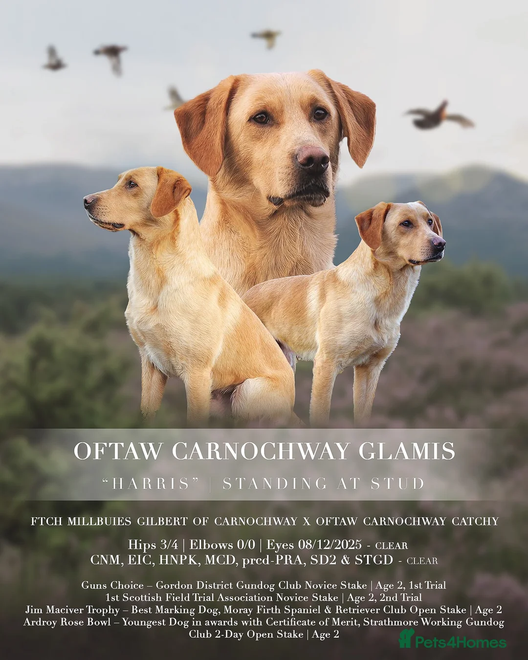 Labrador Retriever dogs for stud: OFTAW Carnochway Glamis  - Advert 1