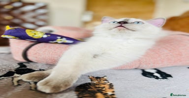Ragdoll cats - Advert 2