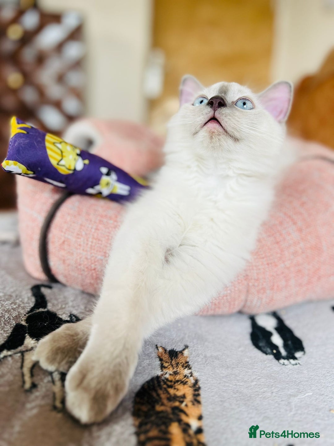 Ragdoll cats for sale: King Jaffreee GCCF active boy kitten - Image 2