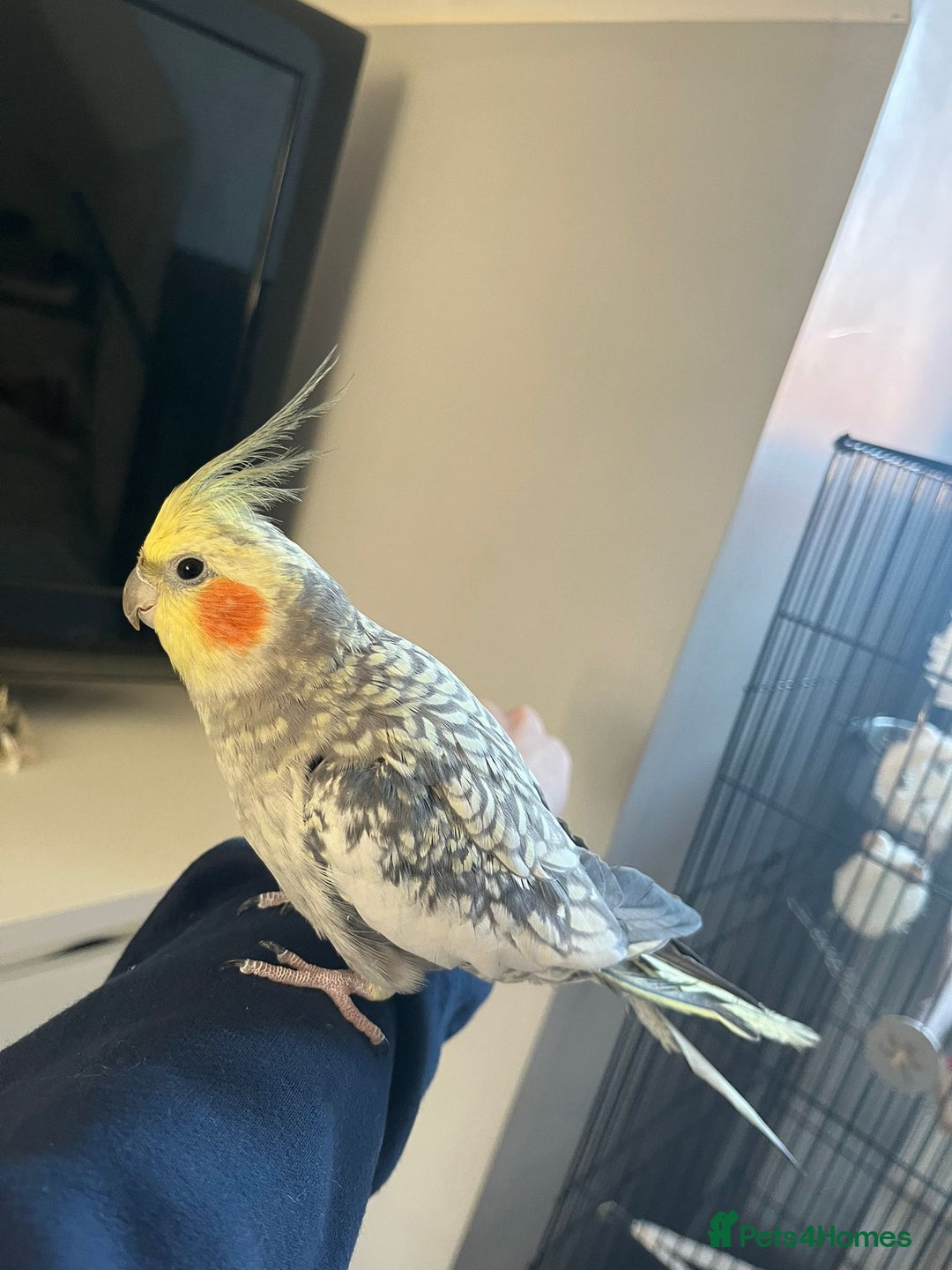 Cockatiels birds for sale: 16 month male Cockatiel + cage, stand and food - Image 1