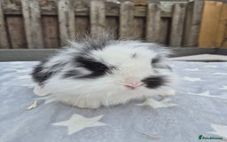 Mini Lion Lop rabbits for sale: 2 baby lion lops 6 week old - Image 1