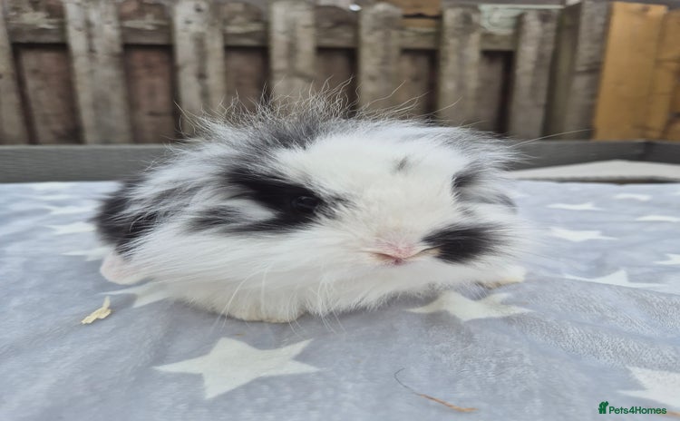 Mini Lion Lop rabbits - Advert 6