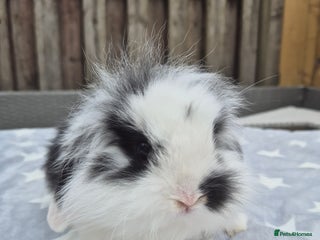 Mini Lion Lop rabbits - Advert 7