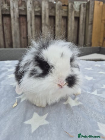 Mini Lion Lop rabbits - Advert 6