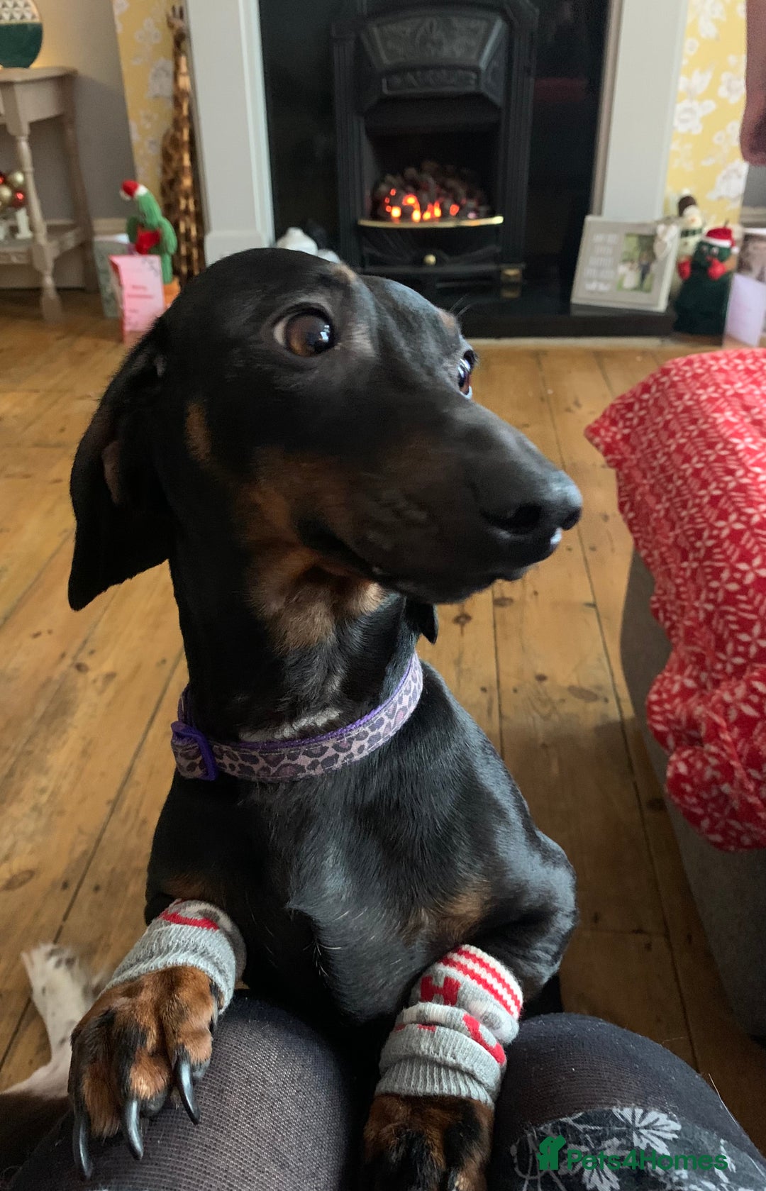 Miniature Dachshund dogs for sale: Miniature Dachshund  - Advert 6
