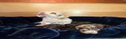 Shihpoo dogs for sale: Scrumptious Shihpoo Puppies for Sale - Advert 23