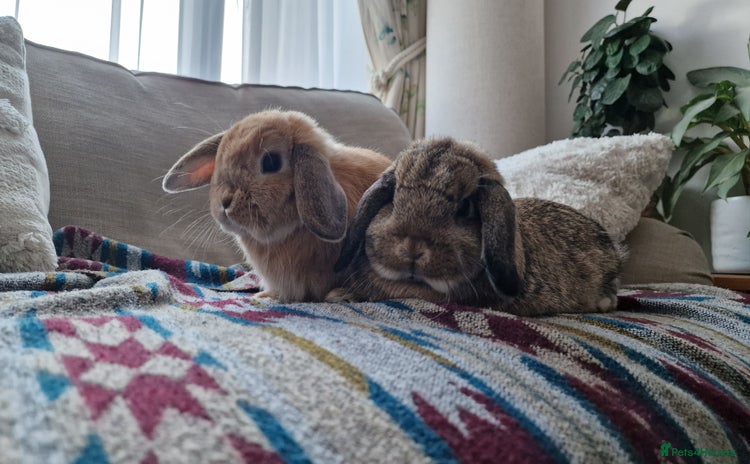 Mini Lop rabbits - Advert 7